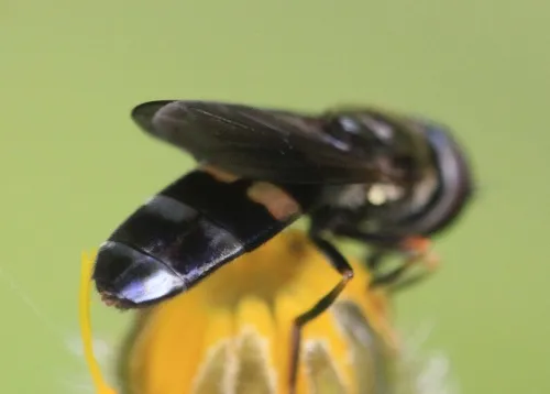 Platycheirus rosarum - photo 6