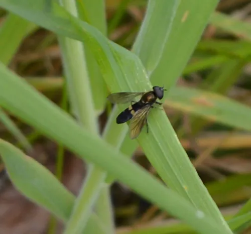 Platycheirus rosarum - photo 7