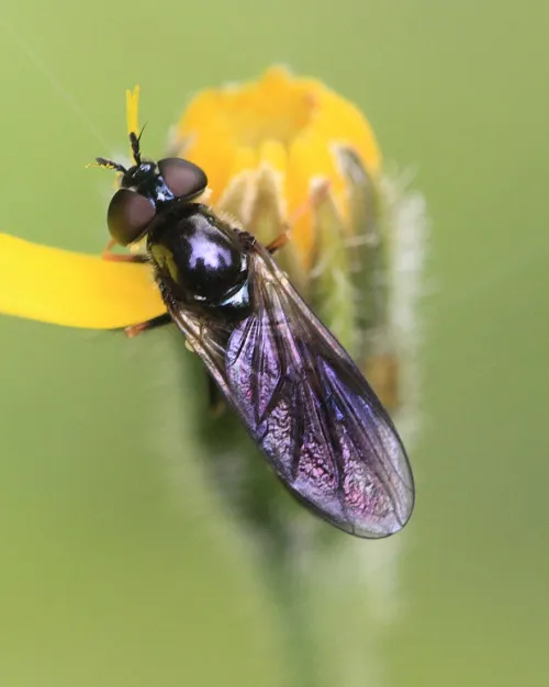 Platycheirus rosarum - photo 8