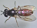 Platycheirus russatus