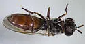 Platycheirus russatus - photo 2