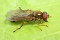 Platycheirus scambus - Platycheirus scambus