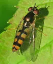 Platycheirus scambus - photo 2