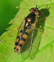 Platycheirus scambus - photo 3