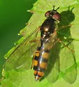 Platycheirus scambus - photo 4