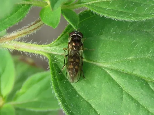 Platycheirus scutatus - photo 2