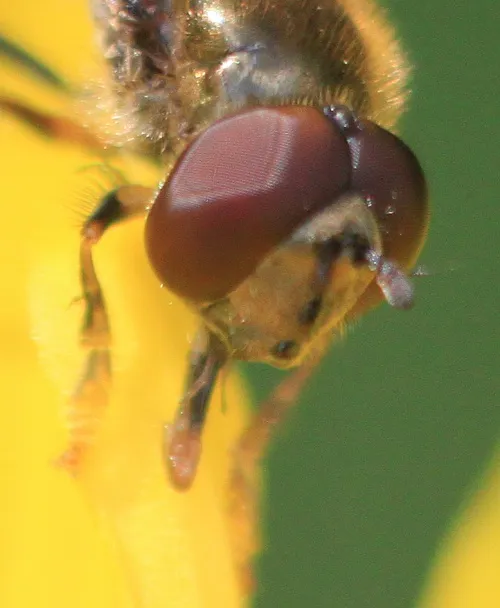 Platycheirus scutatus - photo 3