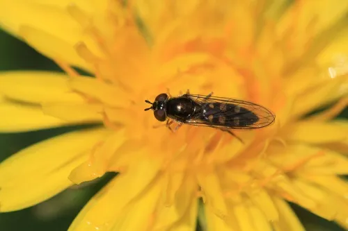 Platycheirus scutatus - photo 4