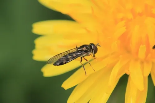 Platycheirus scutatus - photo 5