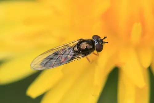 Platycheirus scutatus - photo 6