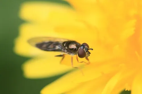 Platycheirus scutatus - photo 7