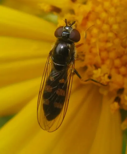 Platycheirus scutatus - photo 8