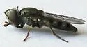 Platycheirus stegnus - photo 2