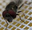 Platycheirus stegnus - photo 3