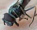 Platycheirus stegnus - photo 4