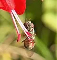 Platycheirus stegnus - photo 5