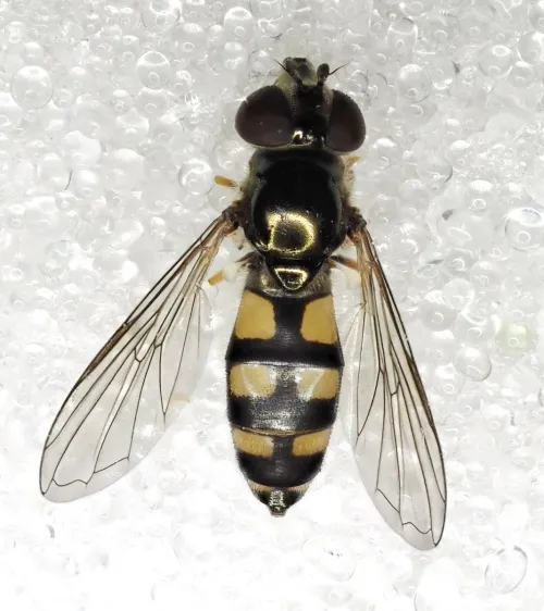 Platycheirus tarsalis