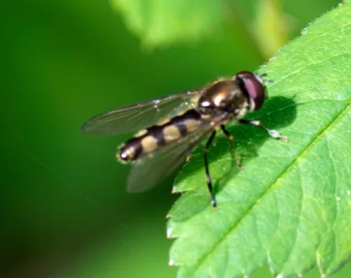 Platycheirus tarsalis - photo 2