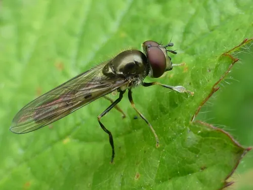 Platycheirus tarsalis - photo 3