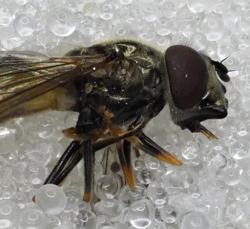 Platycheirus tarsalis - photo 4