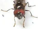 Platycheirus thylax - photo 2