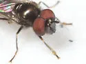 Platycheirus thylax - photo 3
