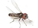 Platycheirus thylax - photo 4