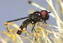 Platycheirus thylax - photo 5