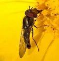 Platycheirus trichopus - photo 2