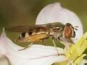 Platycheirus trichopus - photo 3