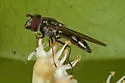 Platycheirus trichopus - photo 4