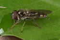 Platycheirus trichopus - photo 5