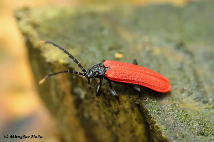 Platycis minutus - photo 3