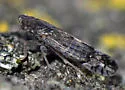 Platycixius calvus - Platycixius calvus