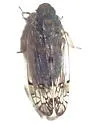 Platycixius calvus - photo 2