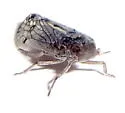 Platycixius calvus - photo 3