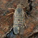 Platycixius calvus - photo 4