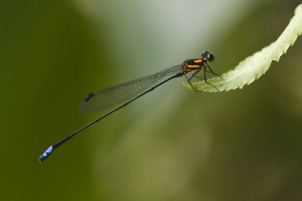 White-legged damselflies - photo 2