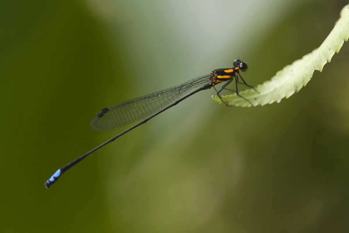White-legged damselflies - photo 3