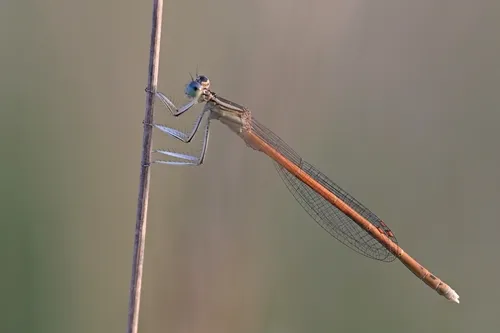 Orange Featherleg