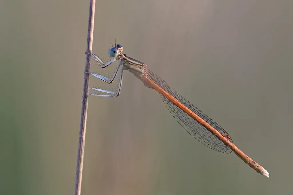 Orange Featherleg - photo 2