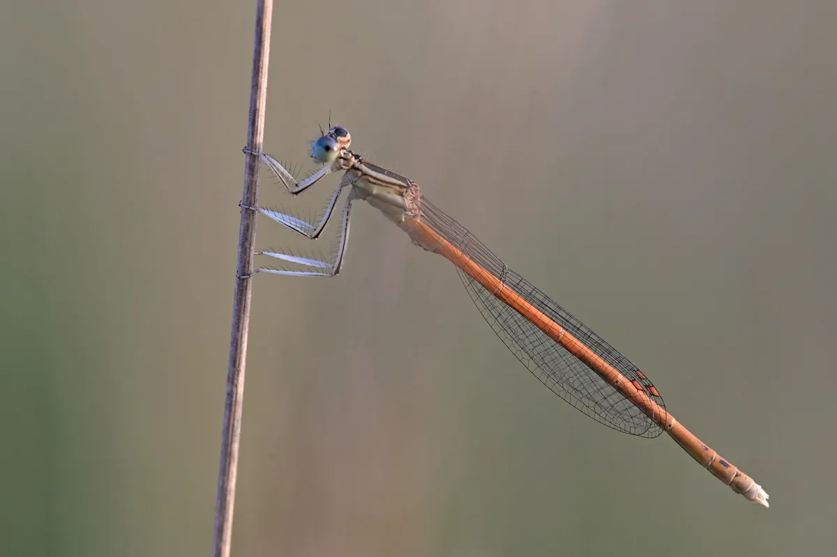 Orange Featherleg - photo 3