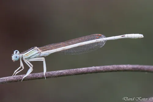 Ivory Featherleg