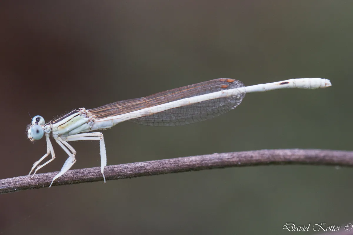 Ivory Featherleg - photo 3