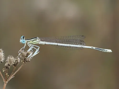 White Featherleg