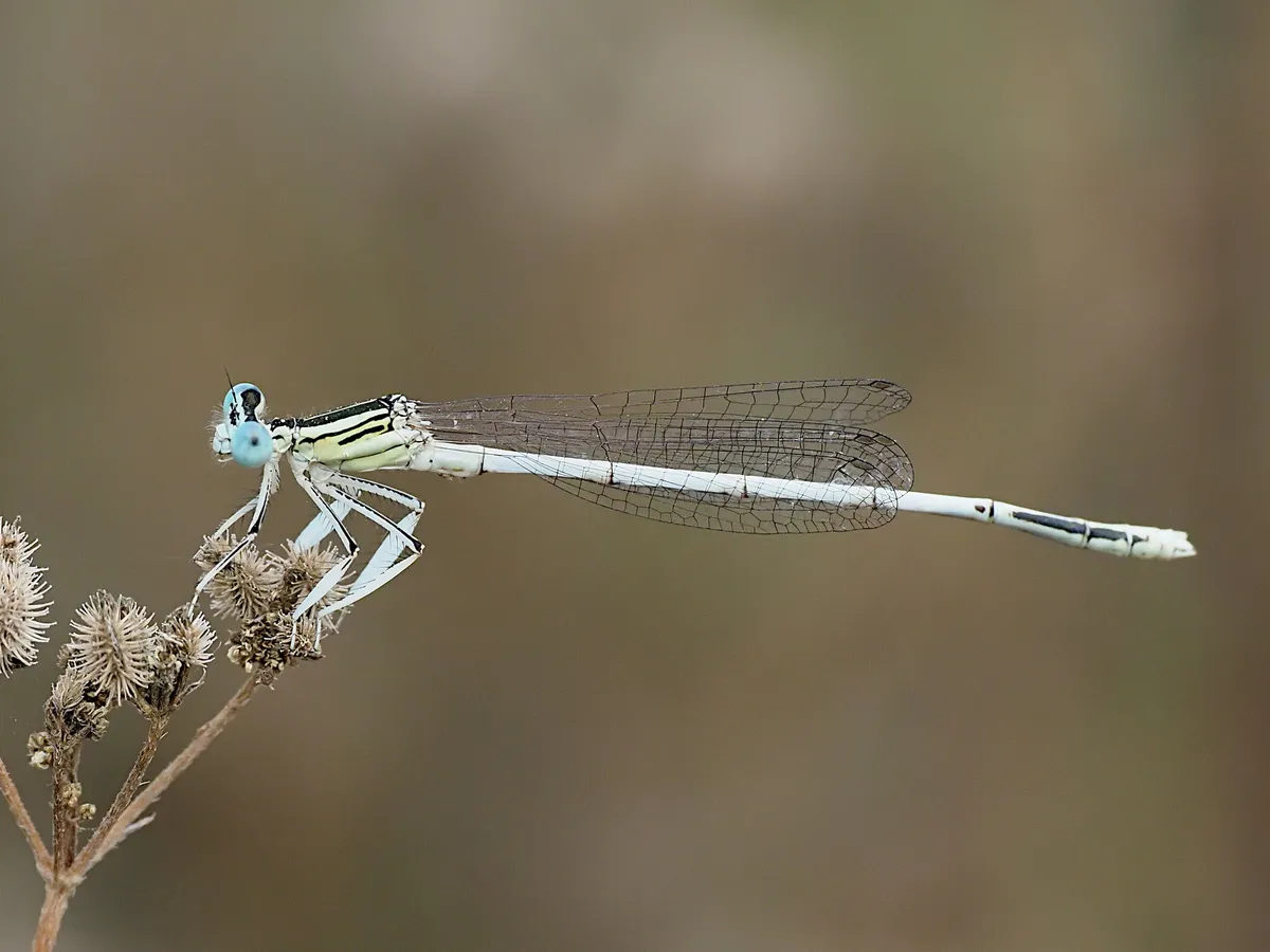 White Featherleg - photo 3