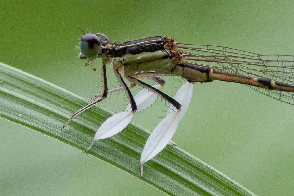 Platycnemis phyllopoda - photo 2