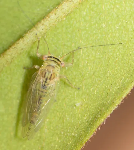 Tipu Psyllid - photo 2