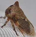 Platycotis cf-acutangula