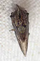 Platycotis cf-acutangula - photo 3